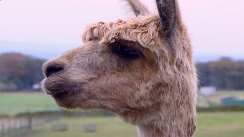 A picture of an alpaca in a field.