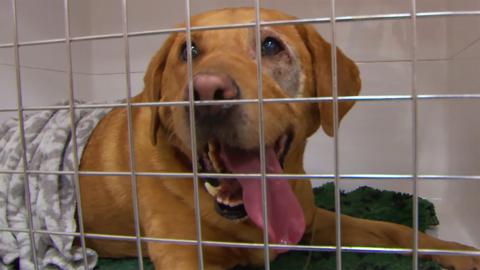 A dog sat in a cage recovering from surgery with his mouth open panting.