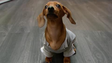 A small Dachshund in a grey sweater looking up.