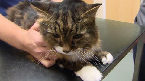 A cat on a vets table looking unhappy.