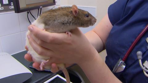 A rat being checked over by a vet.