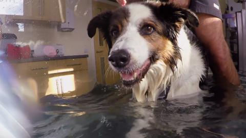 A dog walking in a hydro therapy tank looking happy.