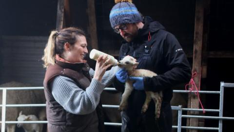 A woman and man holding a new born lamb while the woman feed the lamb with a bottle of milk.