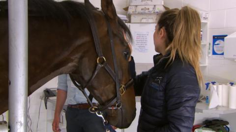 A woman strokes a horse's face.