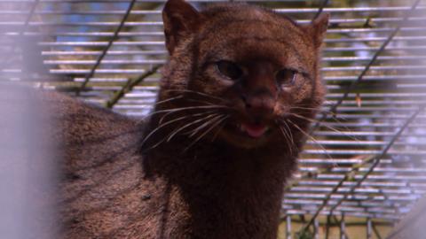 A jaguarundi.