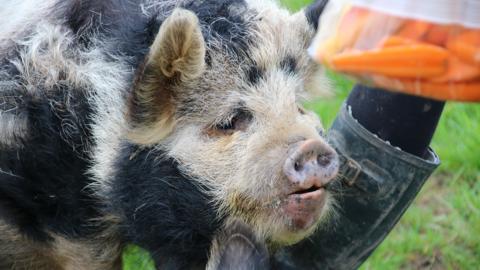 A pig on a field with a man and woman who is feeding him.