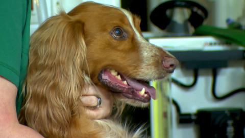 A red cocker spaniel at the vets.