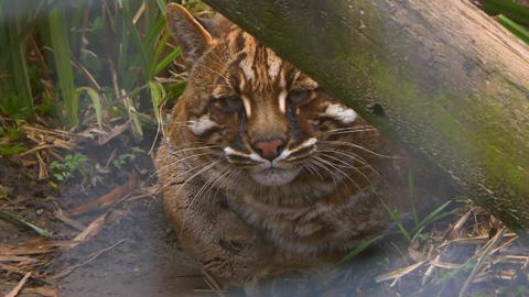 An Asian Golden Cat hiding in a forest setting.