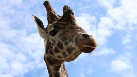 A picture of a giraffe with it's head high in the sky.