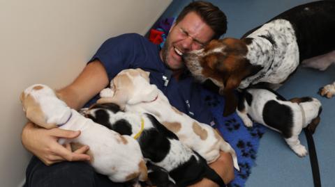 A male vet on the floor surrounded by basset-hound puppies.