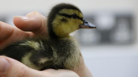 A small duckling being held in someones hand.