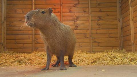 A capybara in a shed with hay on the floor.