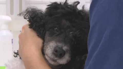 A dog is held in the arms of a dentist.