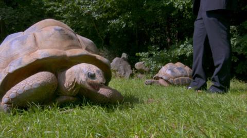 A giant turtle.