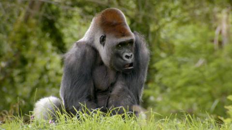 A silverback gorilla looking confused.