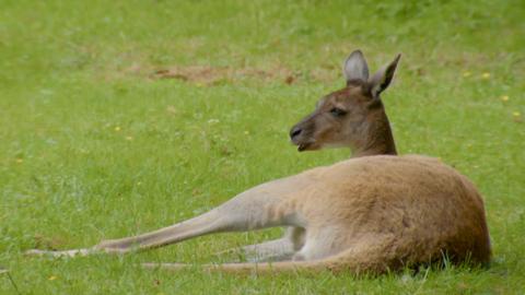 A kangaroo lying down on grass.