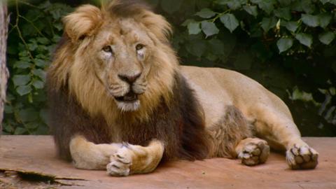 A male lion lying down.