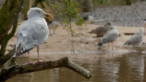 A seagull sat on a tree in front of a lagoon.