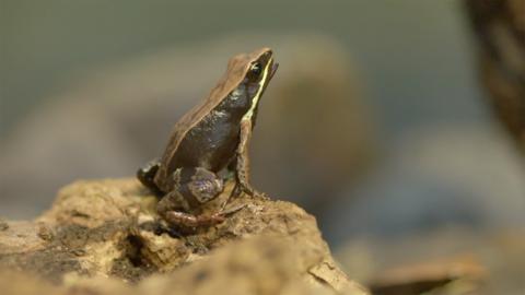 A small frog on a rock.