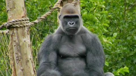 A gorilla looking angry.