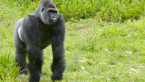 A male gorilla.