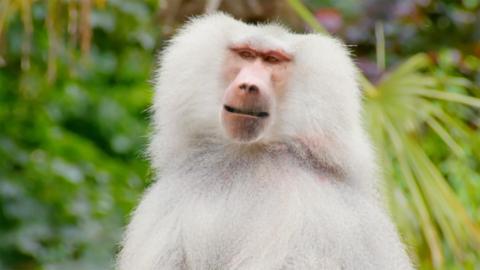 A white baboon.