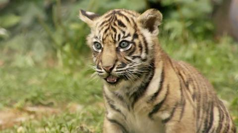 A baby tiger cub.