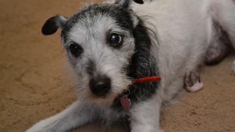 Jessie, an elderly black and white Jack Russell, looks up from the floor.