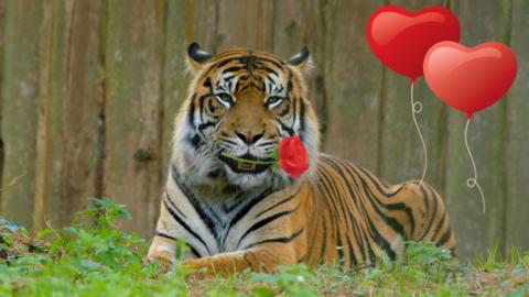 Tiger lying on grass with a red rose in its mouth.