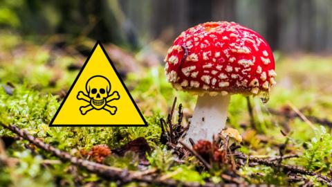 Fly agaric mushroom - red with white spots. Yellow sign with skull and crossbones.