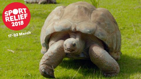 A tortoise walking on grass.