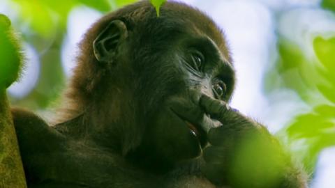 A Western Lowland Gorilla.