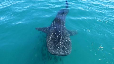 Whale Shark seen from above.