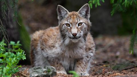 A lynx