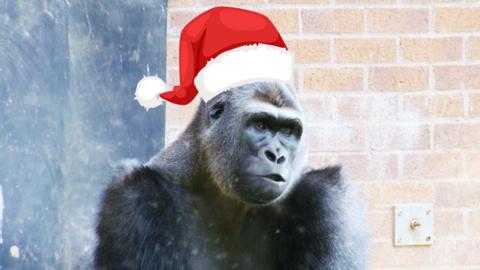 Gorilla wearing a santa hat.