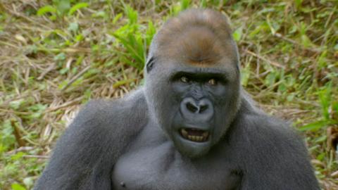 Gorilla with mouth open and looking to the side.