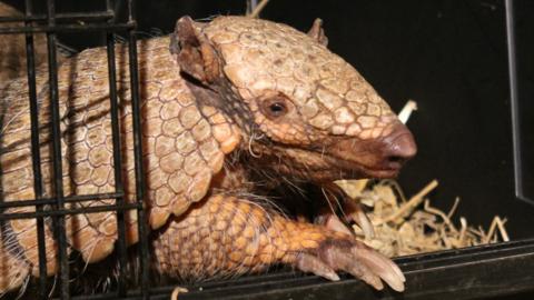 Armadillo