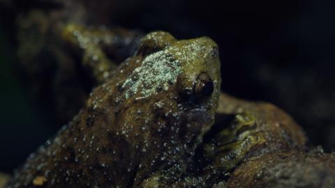 A close up of the tree hole frog which is green and bumpy and shiny, with bulging eyes.