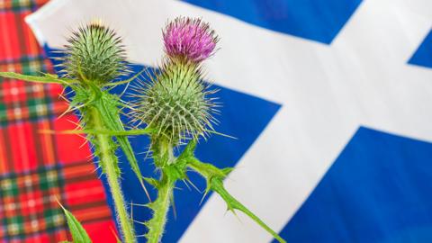 Scottish flag, tartan material and a thistle