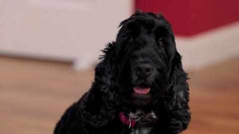 Black dog is looking directly at camera with tongue out.