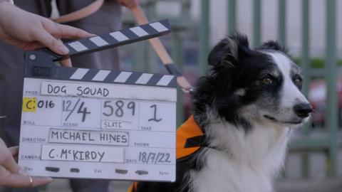 Clapperboard next to Meagaidh the dog.