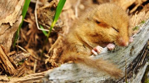 A close up of a dormouse sleeping on a piece of tree bark