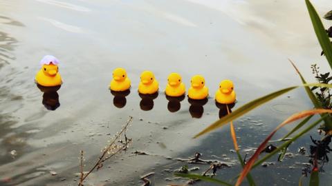 Five rubber ducks