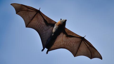 An image of a bat in-flight against a blue sky.