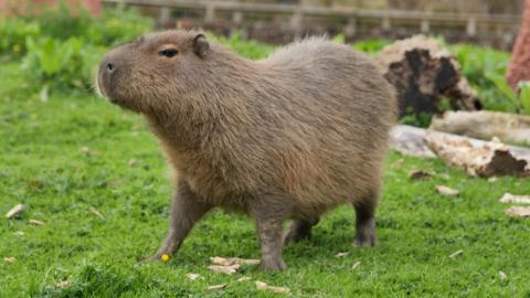 Image of a capybara in grass.