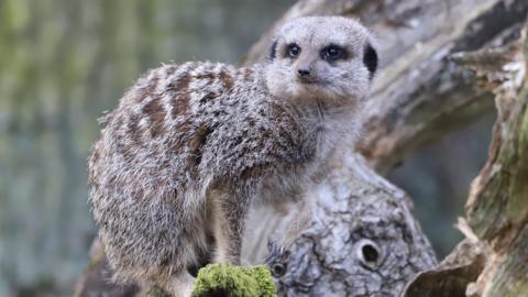 An image of a merkat sat atop a branch looking into the distance.