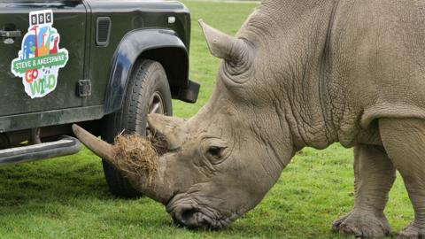 An image of a rhino stood on grass beside a car with the SAAGW logo on the driver's door.