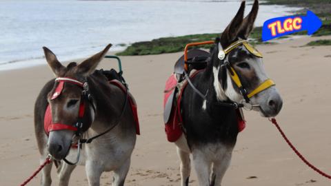 Funny donkeys