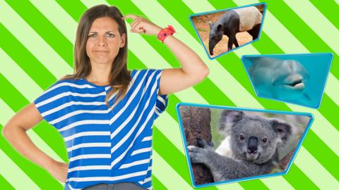 Lizzie, a tapir, a porpoise and a koala