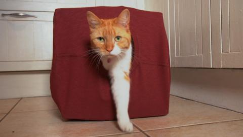 Cat coming out of a home made box